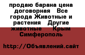 продаю барана цена договорная - Все города Животные и растения » Другие животные   . Крым,Симферополь